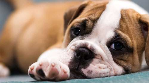 Cani-vaccini-pericolo