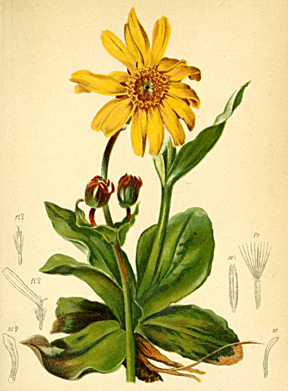 Arnica montana rimedio omeopatico
