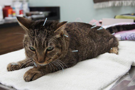agopuntura gatti veterinaria